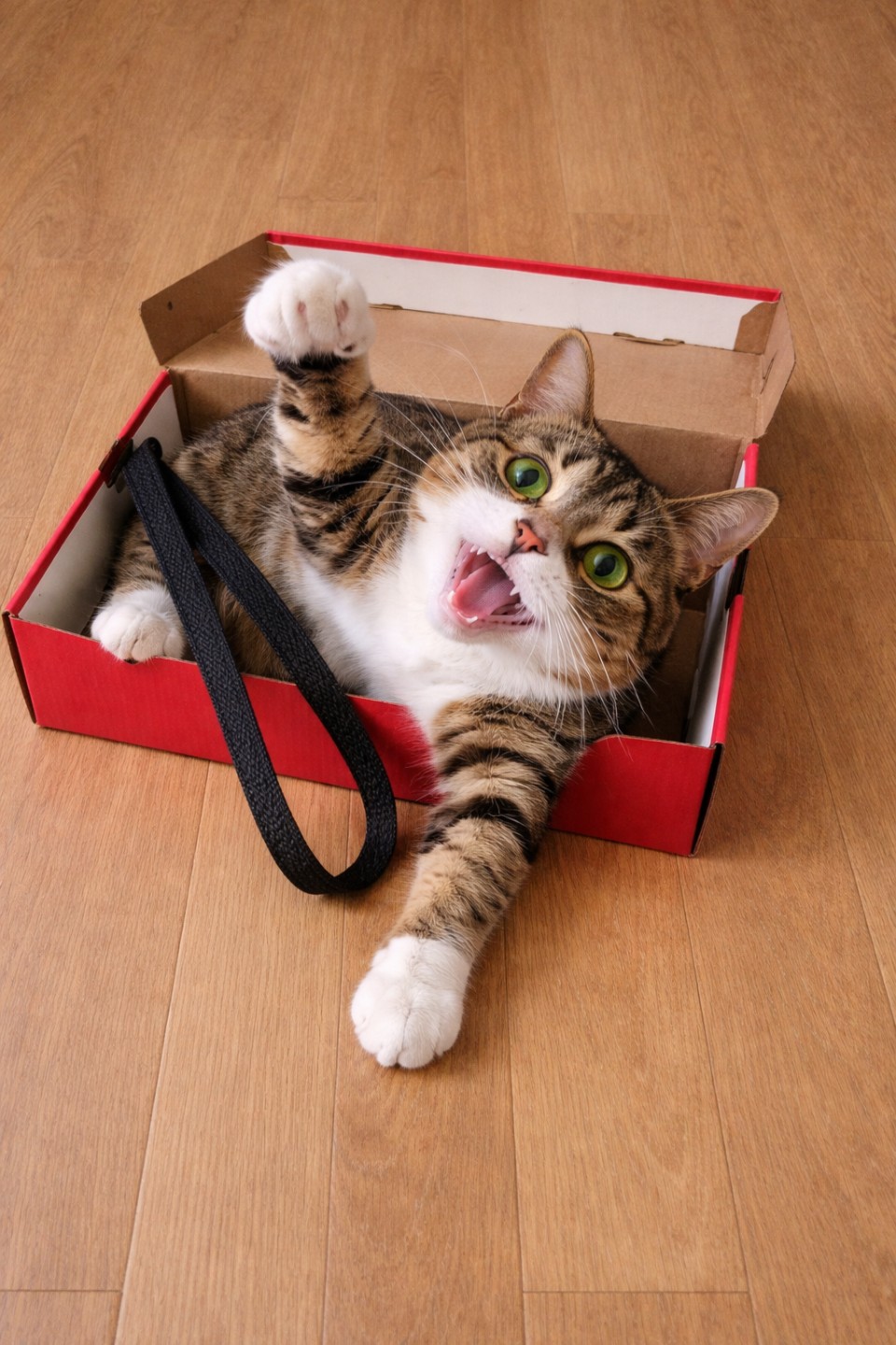 구둣방 사장님과 양이