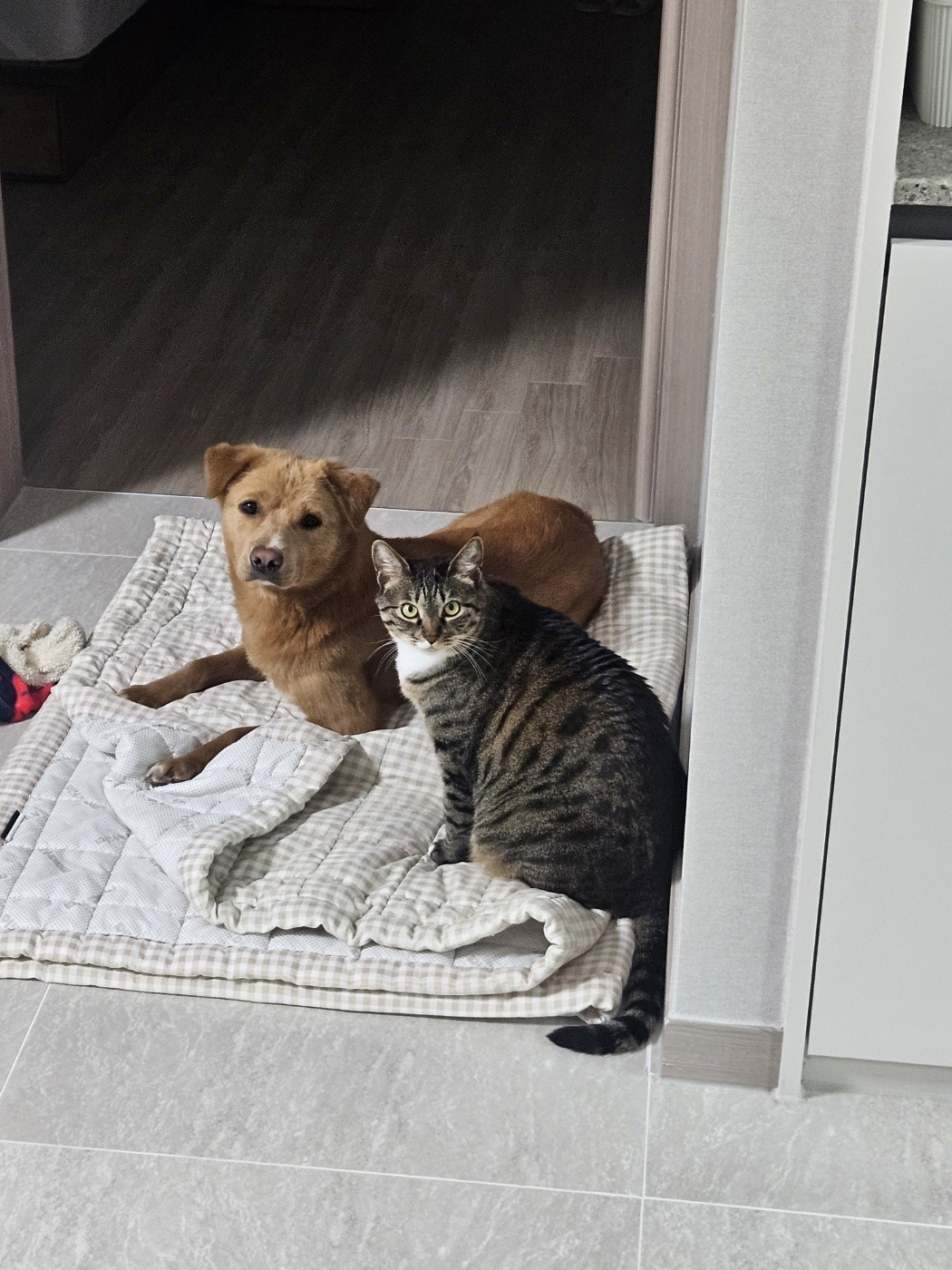 황색 진도믹스 금복이에요