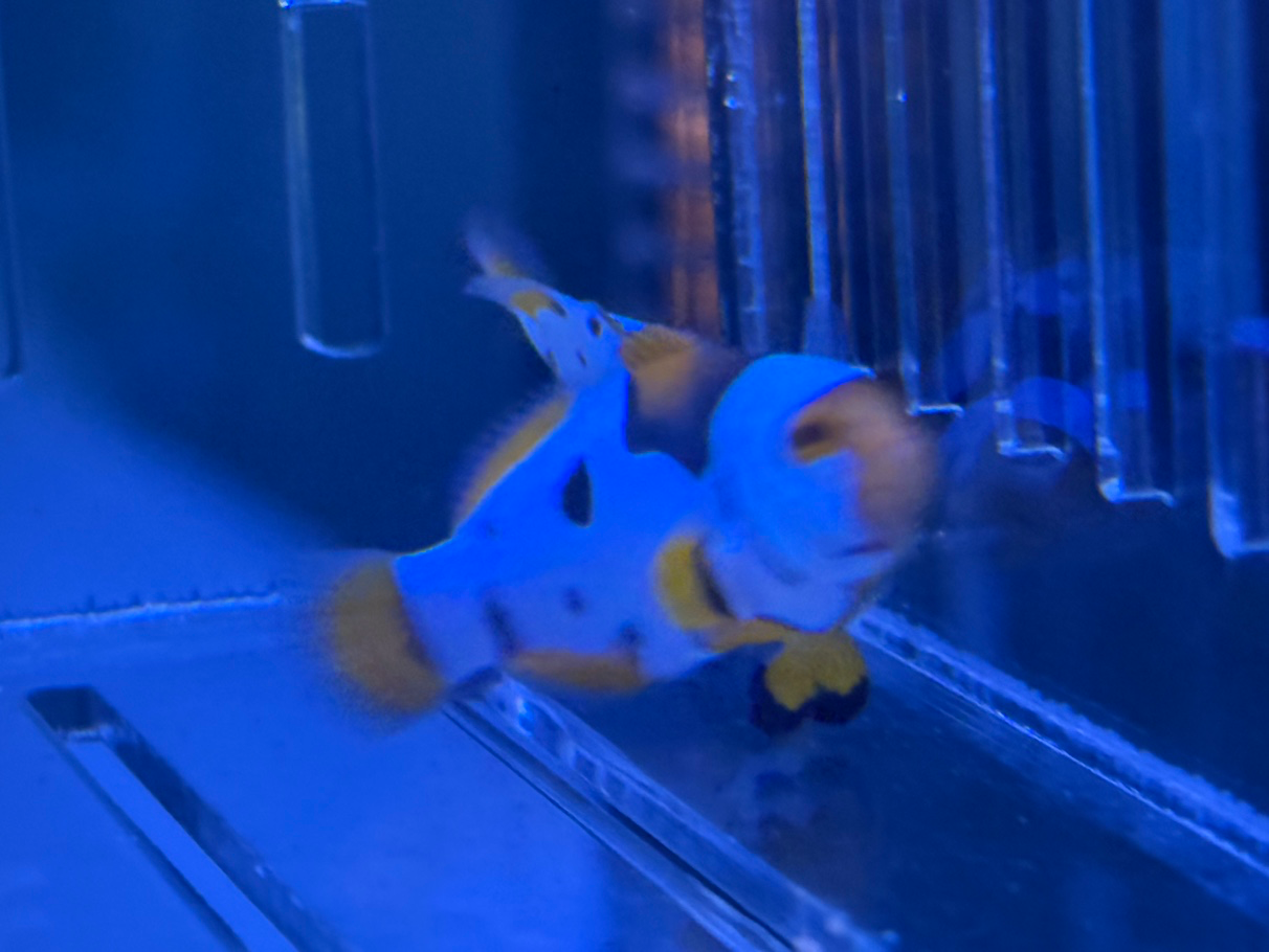 니모랑 말미잘을 키워요