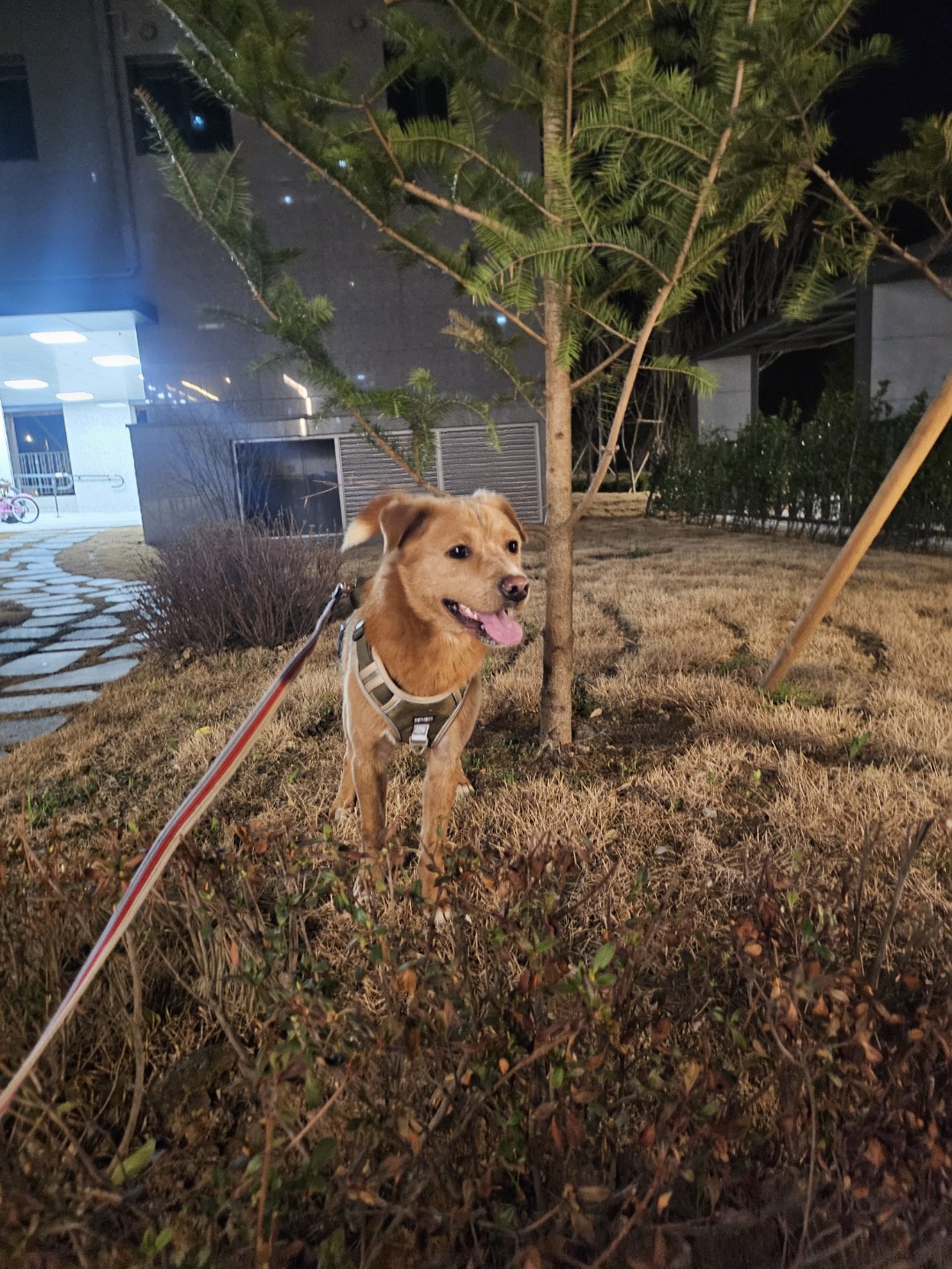황색 진도믹스 금복이에요