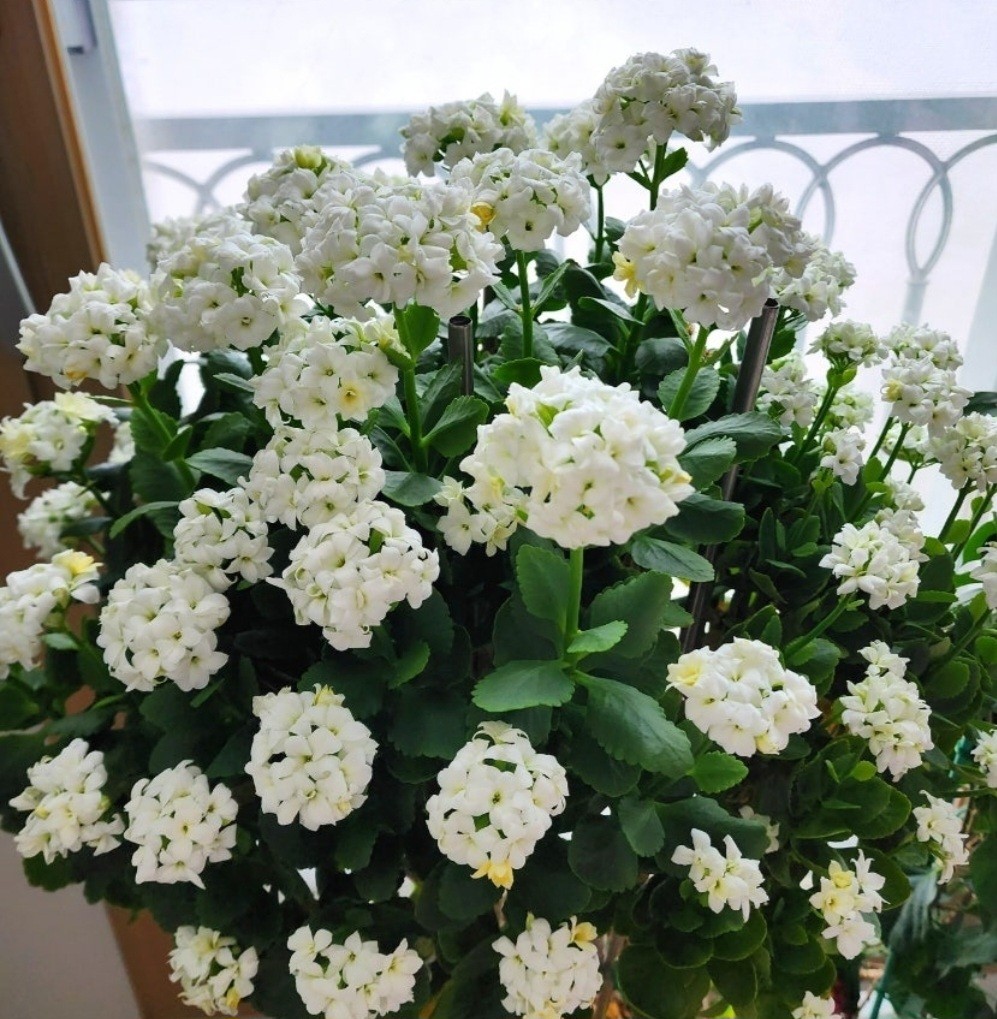 Post image 17