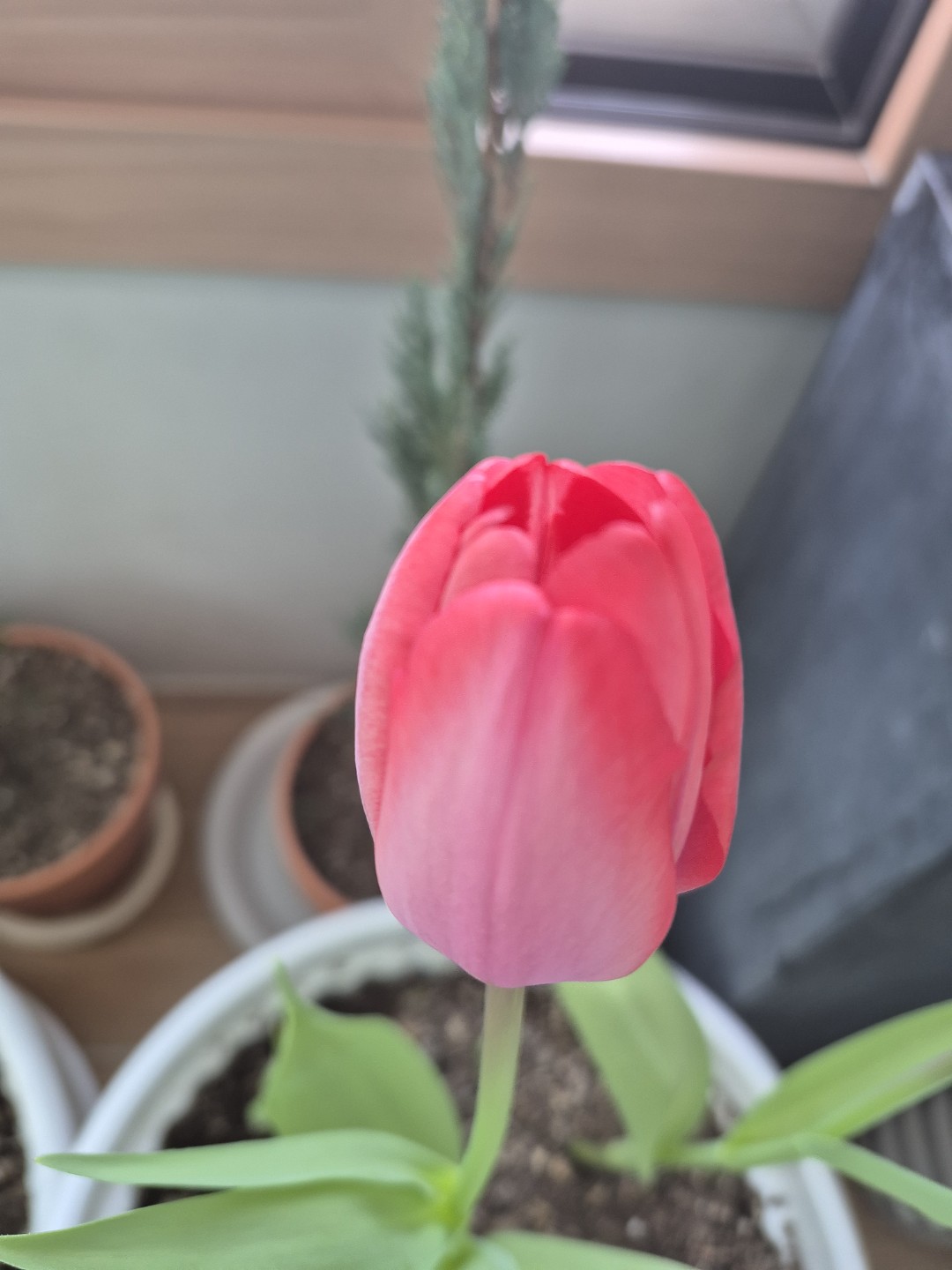 Post image 5