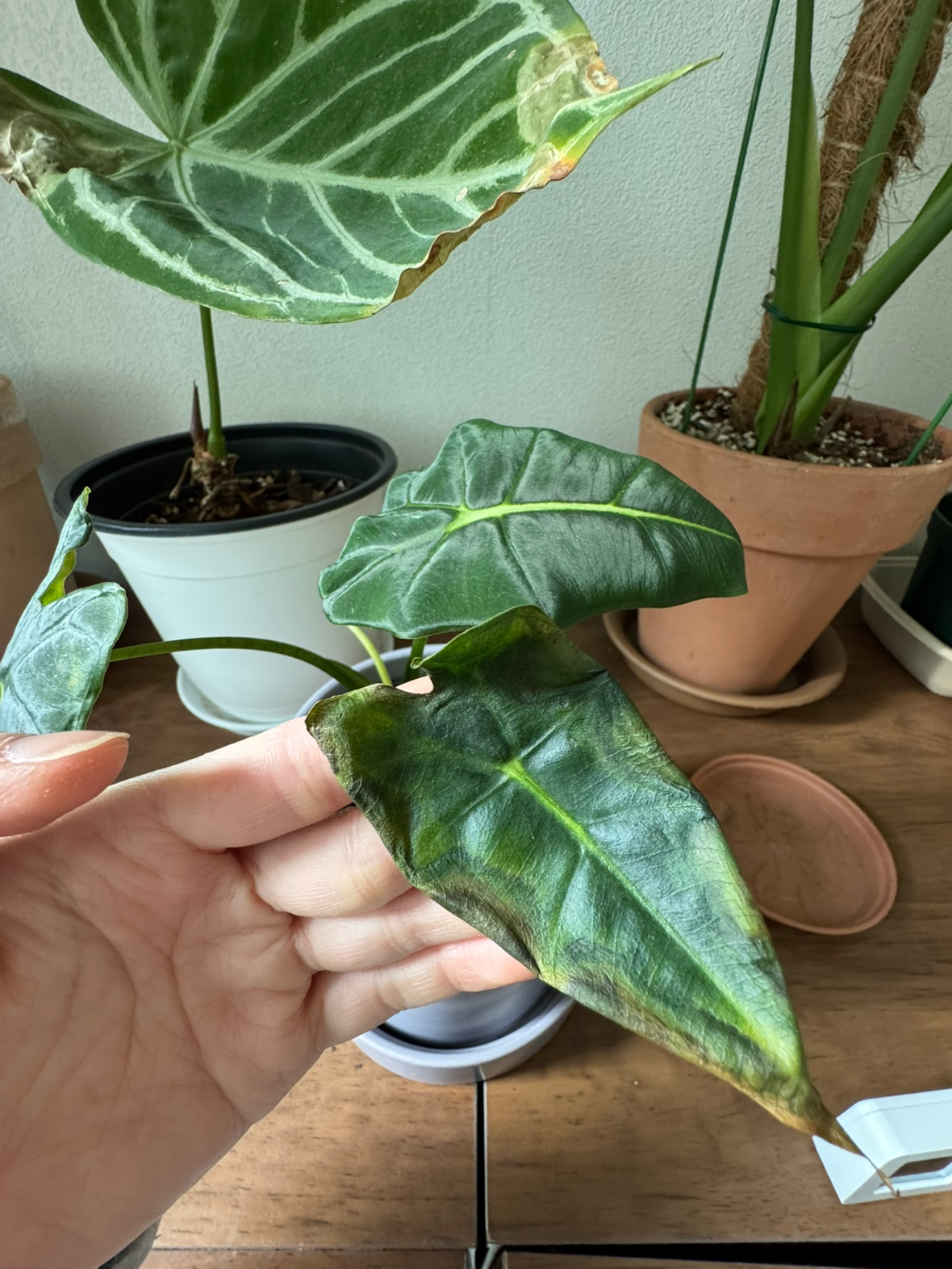 Post image 18