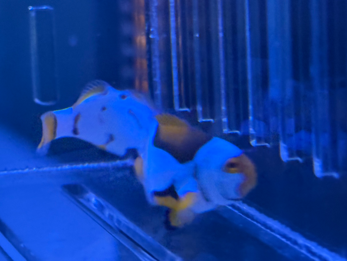 니모랑 말미잘을 키워요