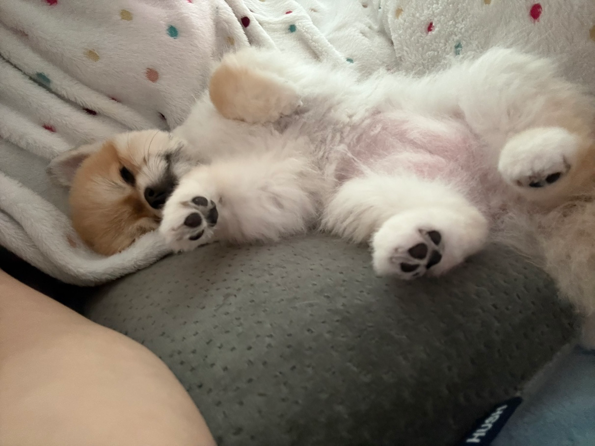 막둥이 발그러니