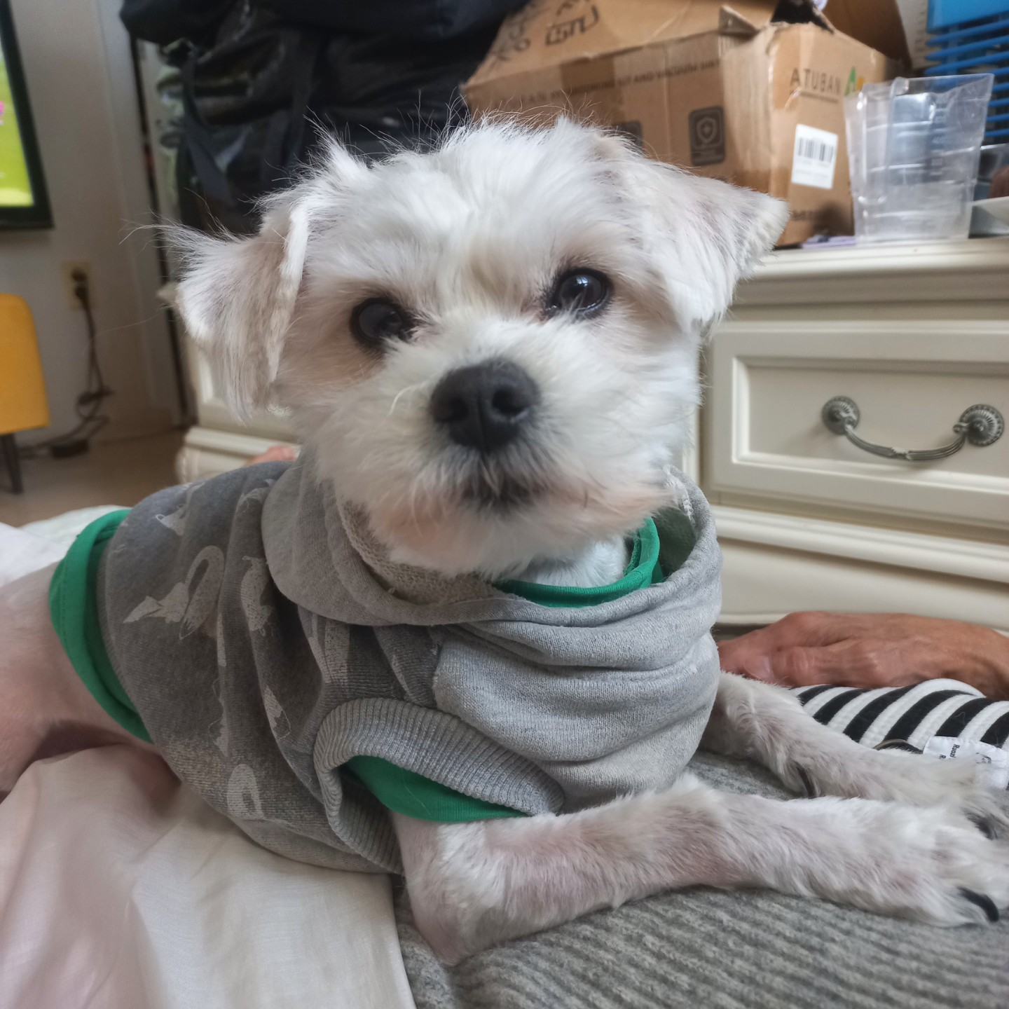 내새꾸셋이너무잘지냅이다