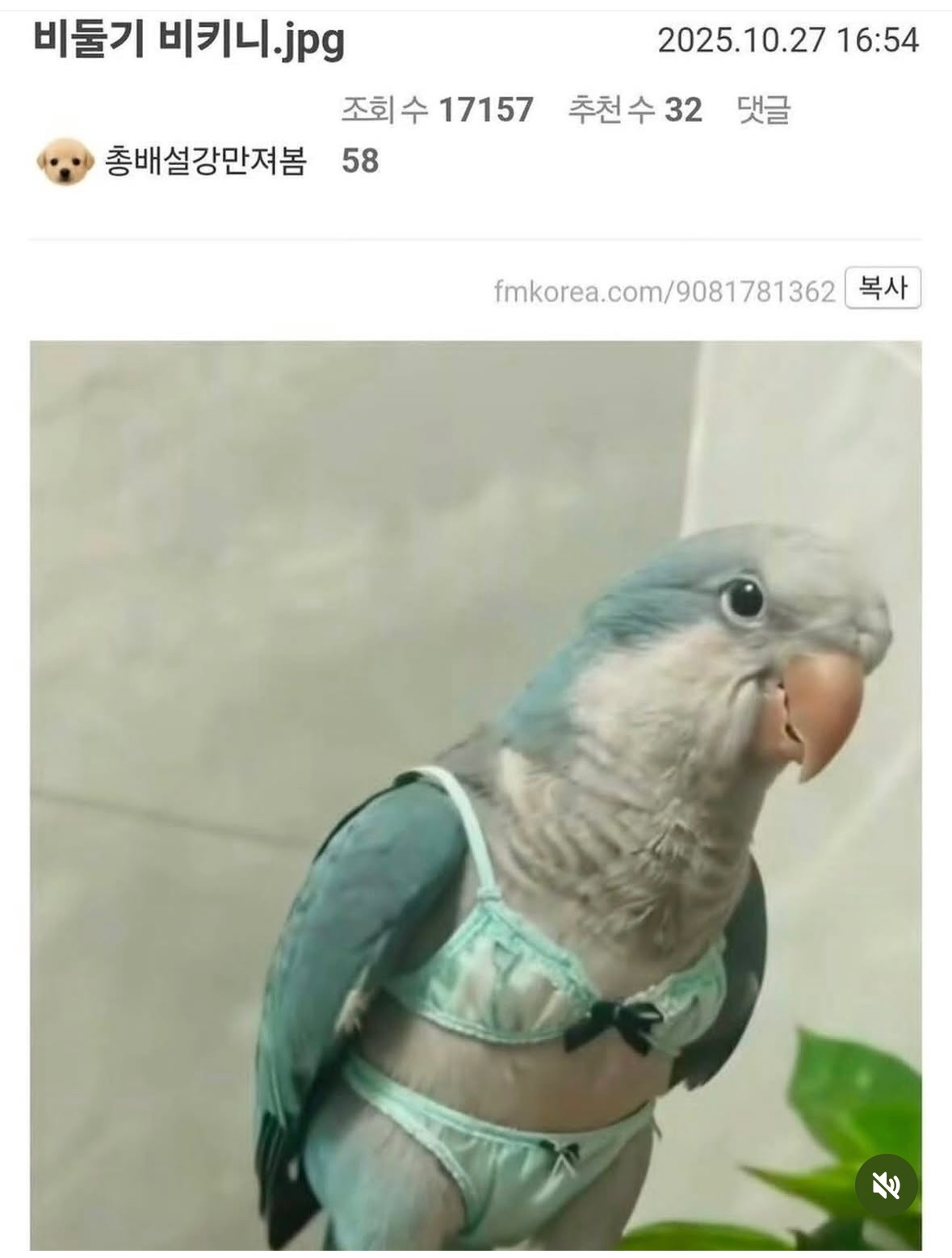 비키니 입은 사진