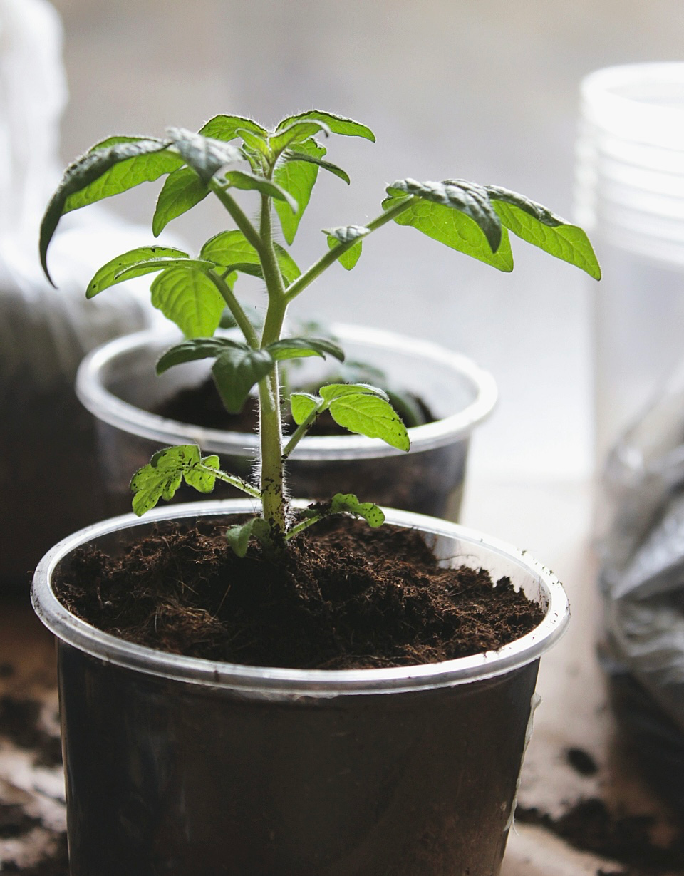 식목일 다들 뭐 심으세요? 🌱