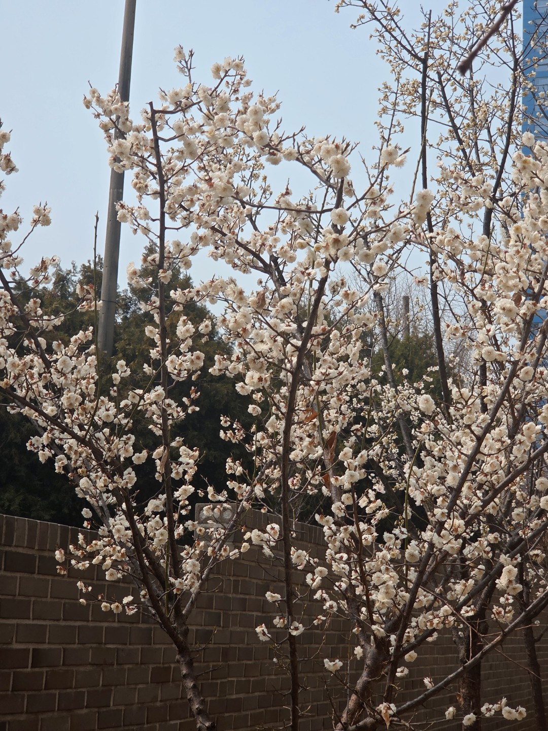 봄이 다가왔나봐요🏵