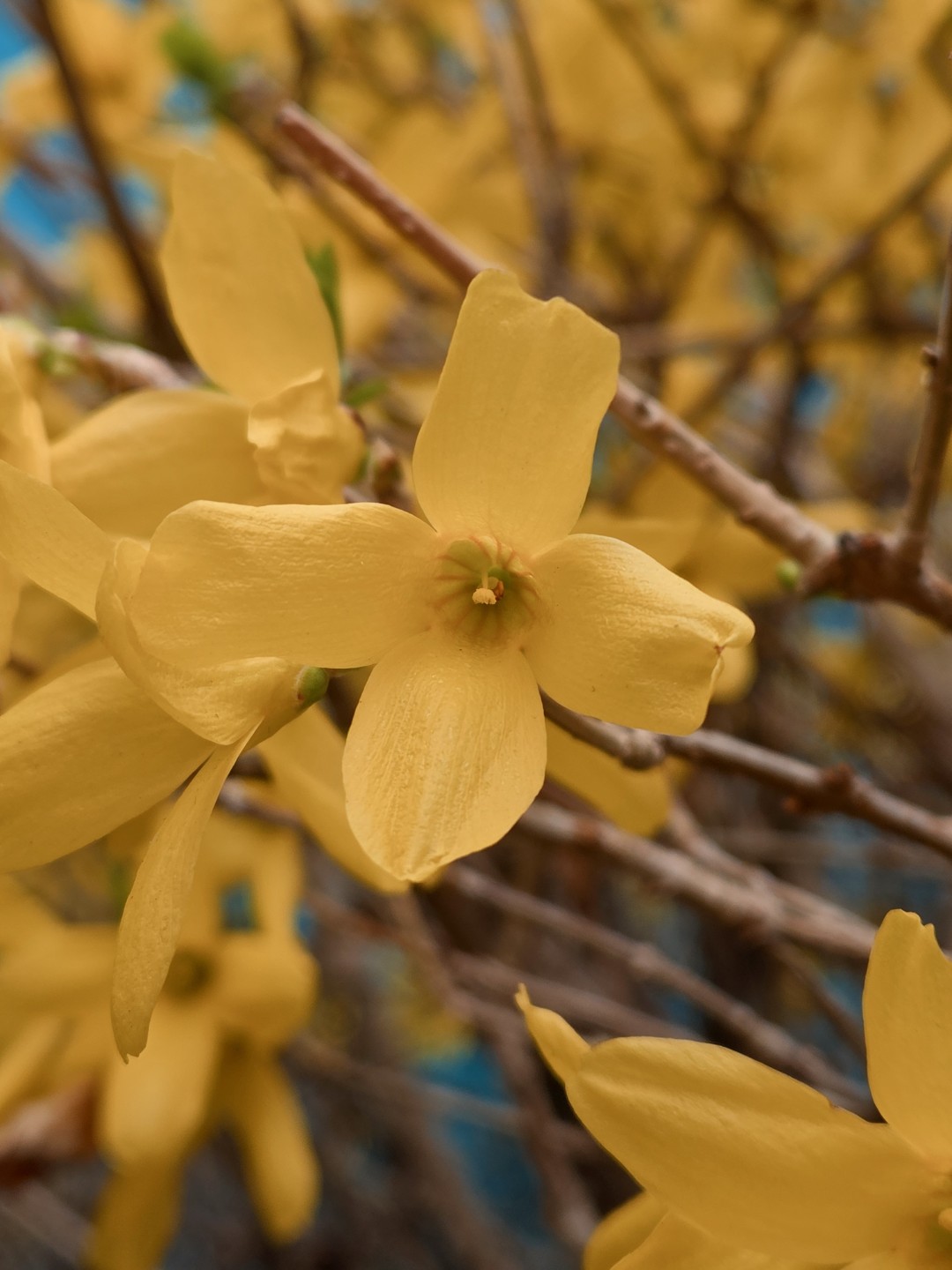 봄이 다가왔나봐요🏵