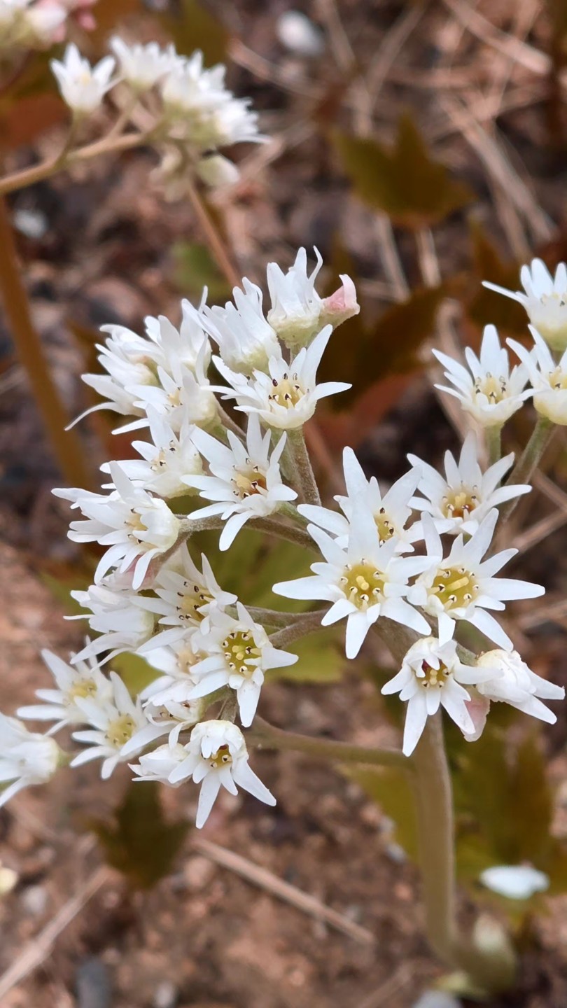 봄이 다가왔나봐요🏵