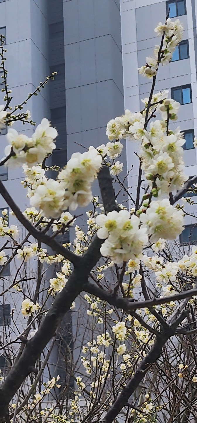 아파트에 매화가 봄소식을 전하네요