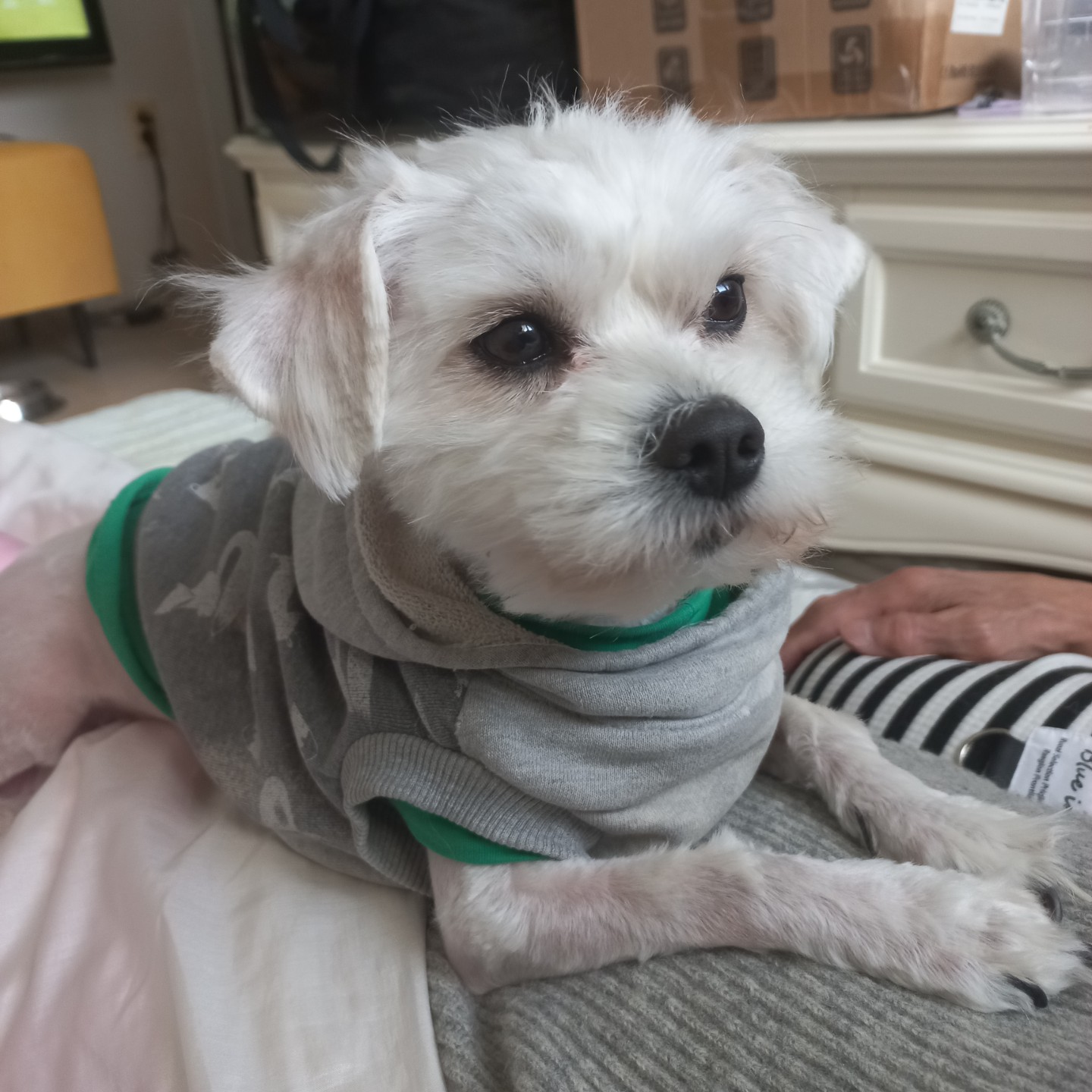 내새꾸셋이너무잘지냅이다