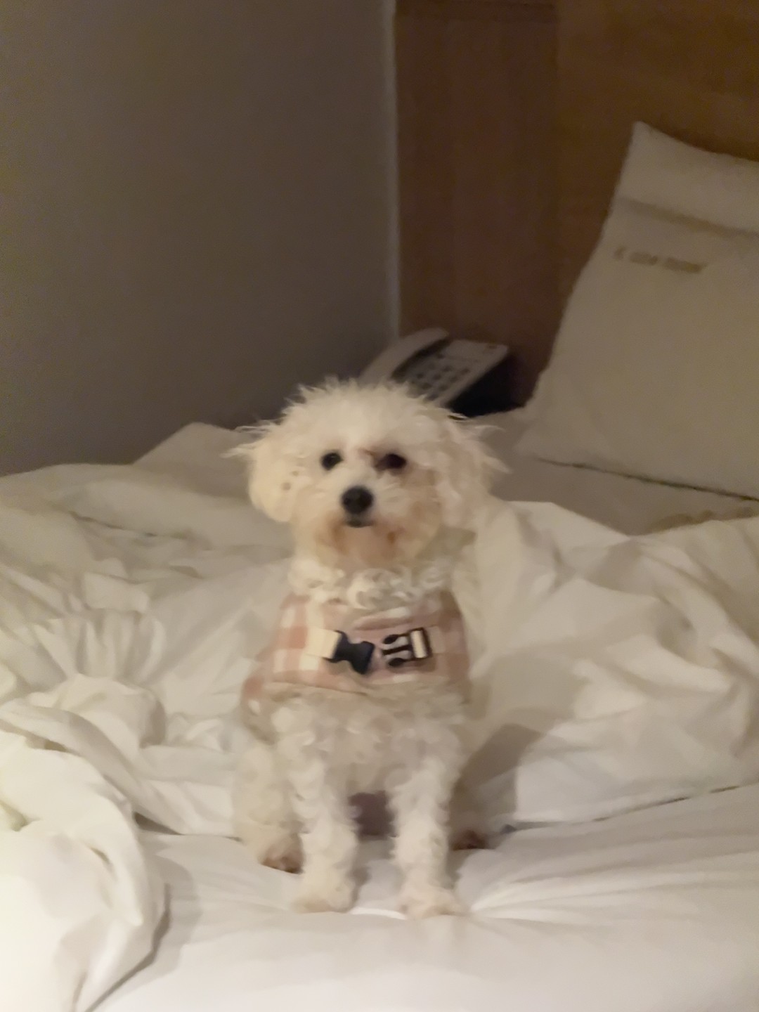 저희 집은 포메 한마리 말티푸 한마리를 키우고 있는 집입니다!!