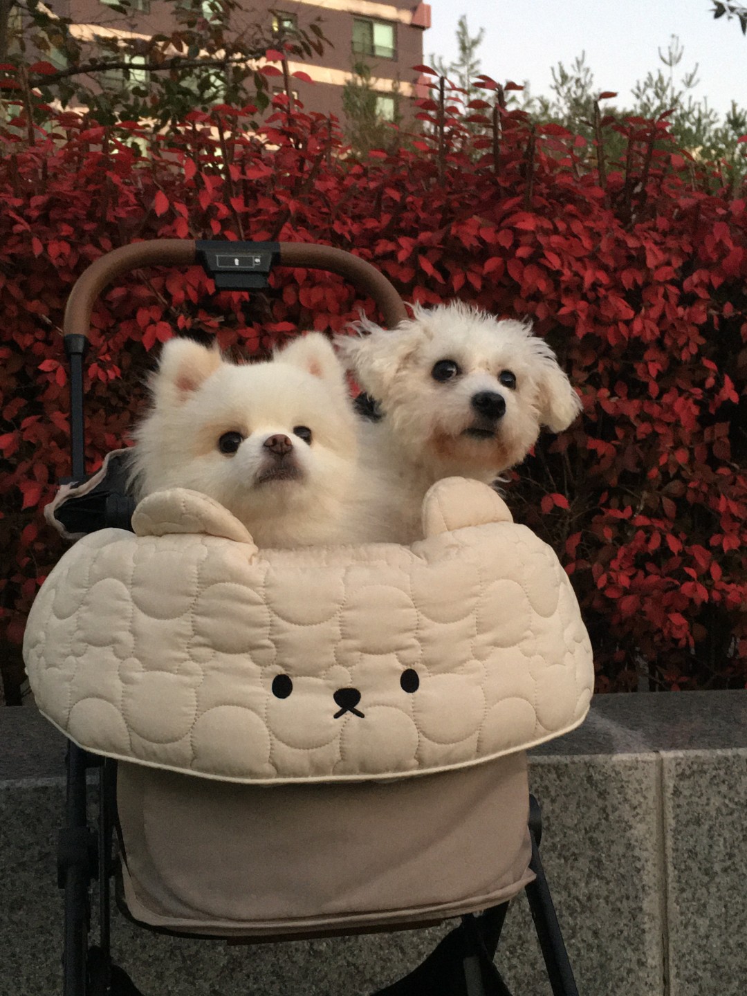 저희 집은 포메 한마리 말티푸 한마리를 키우고 있는 집입니다!!