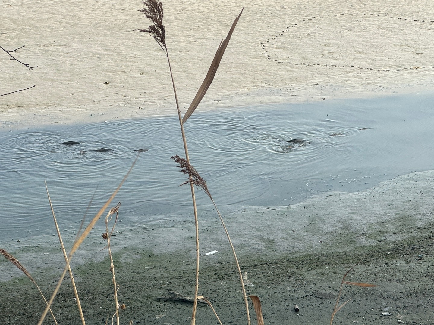 2026 3 29 일    남의 비방을 들어도 성내지 말고 칭찬을 들어도