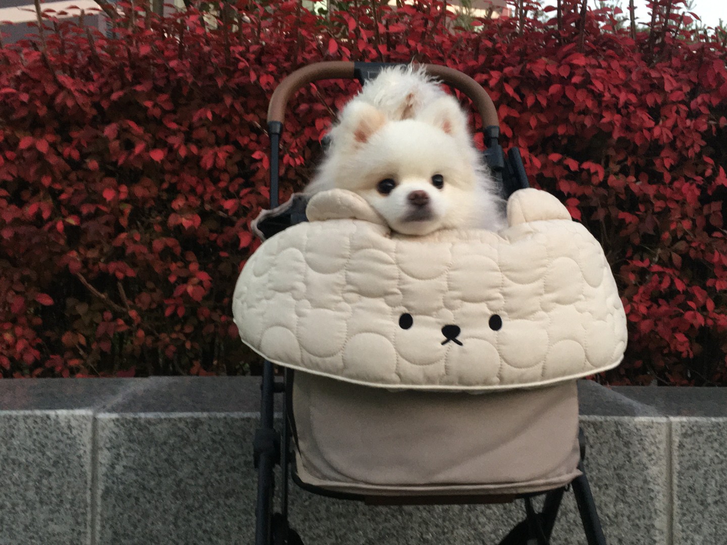 저희 집은 포메 한마리 말티푸 한마리를 키우고 있는 집입니다!!