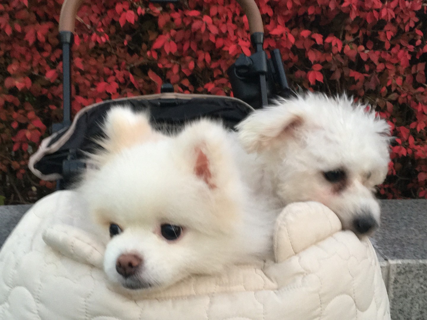 저희 집은 포메 한마리 말티푸 한마리를 키우고 있는 집입니다!!