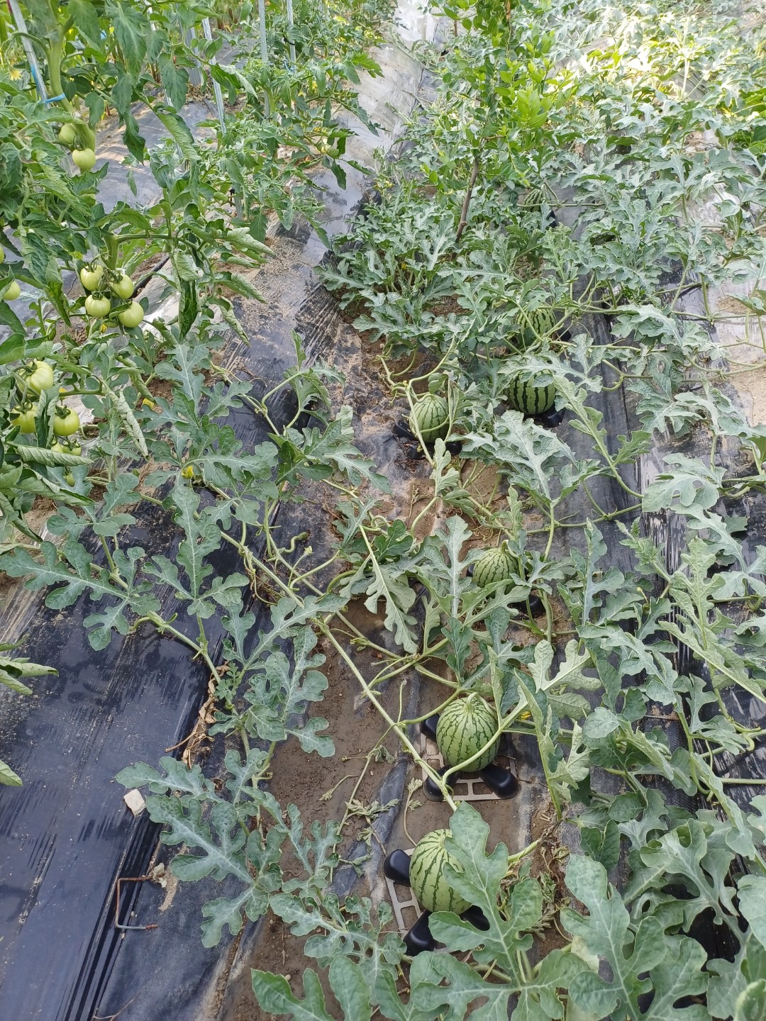 Post image 3