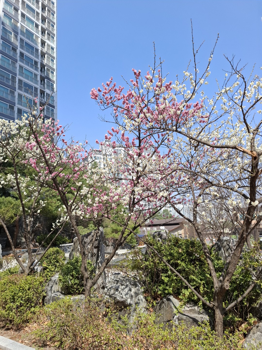 꽃과 산책 생존확인