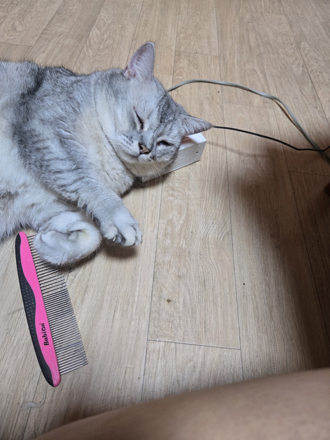 3묘랑 사는 집사입니다