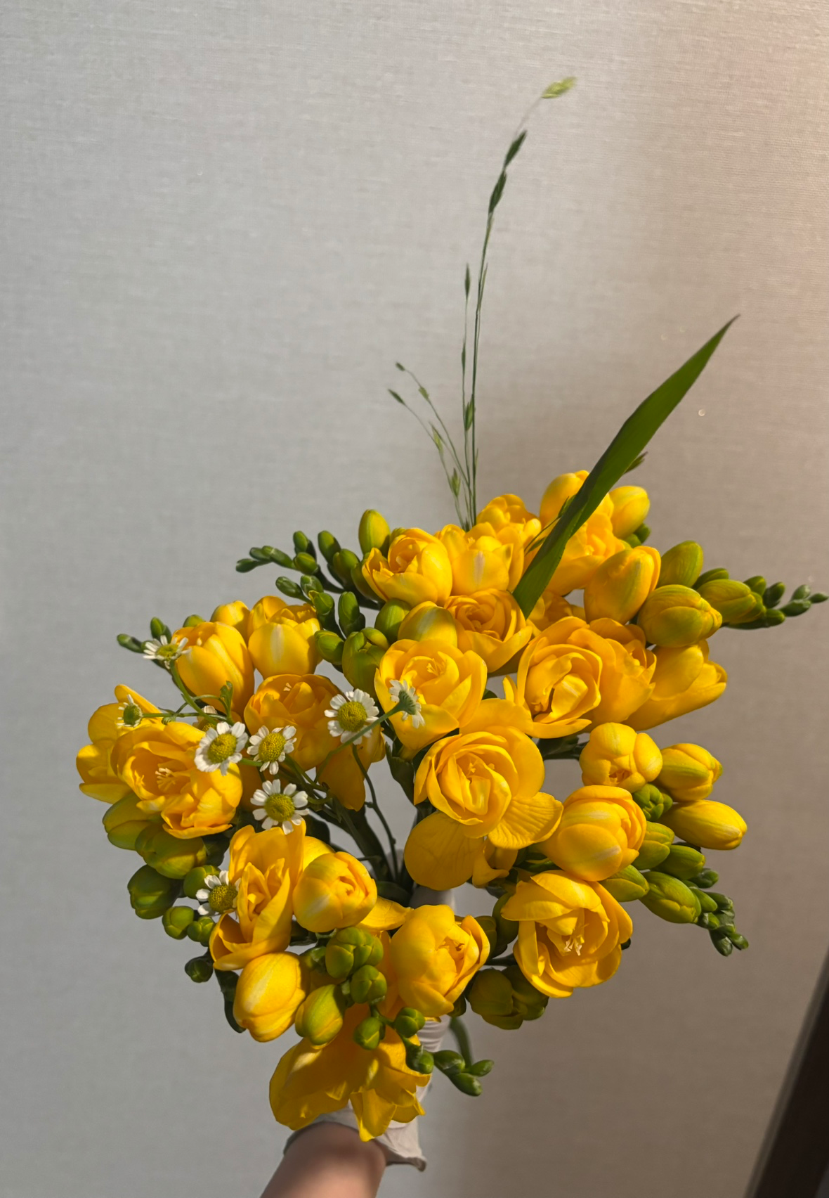 🌼 상급 후리지아 소분 / 9,000원 / 선착순 20명 🌼