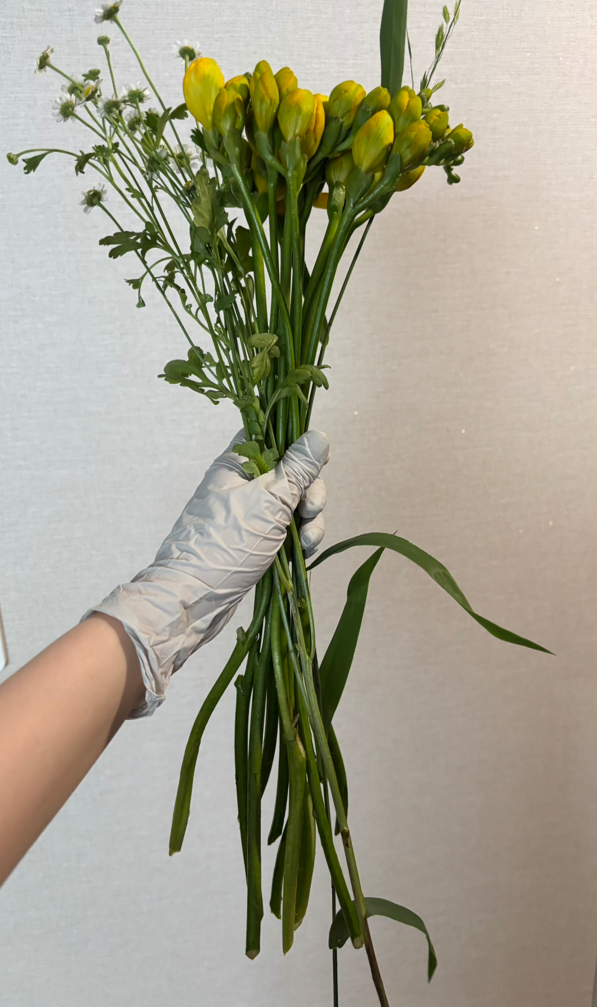 🌼 상급 후리지아 소분 / 9,000원 / 선착순 20명 🌼