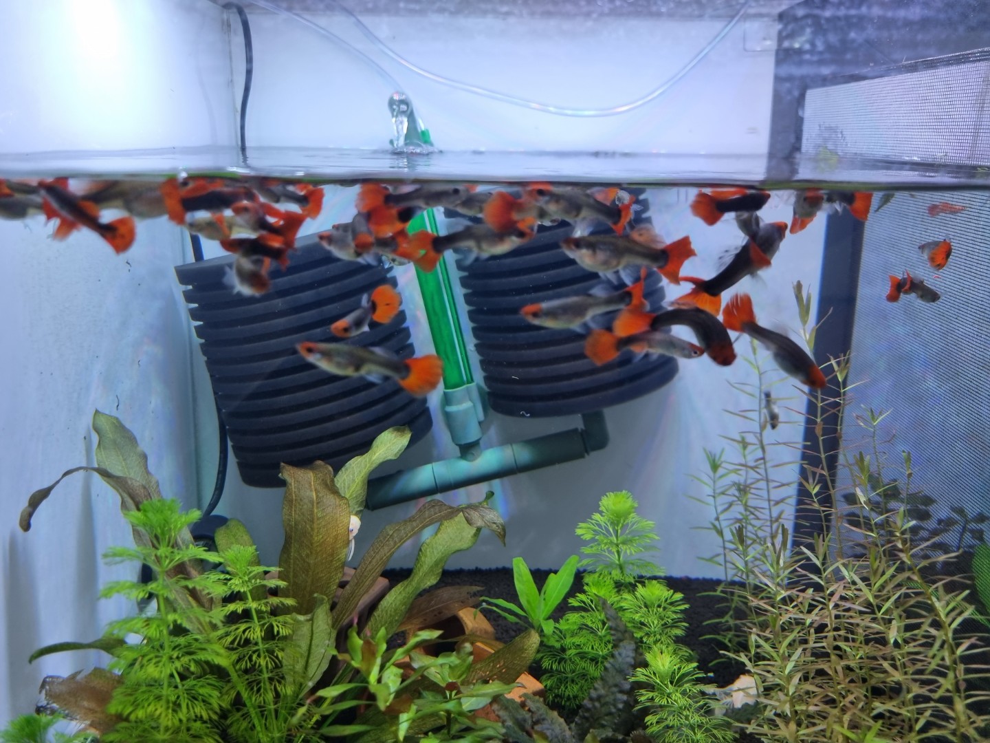 레드턱시도코이