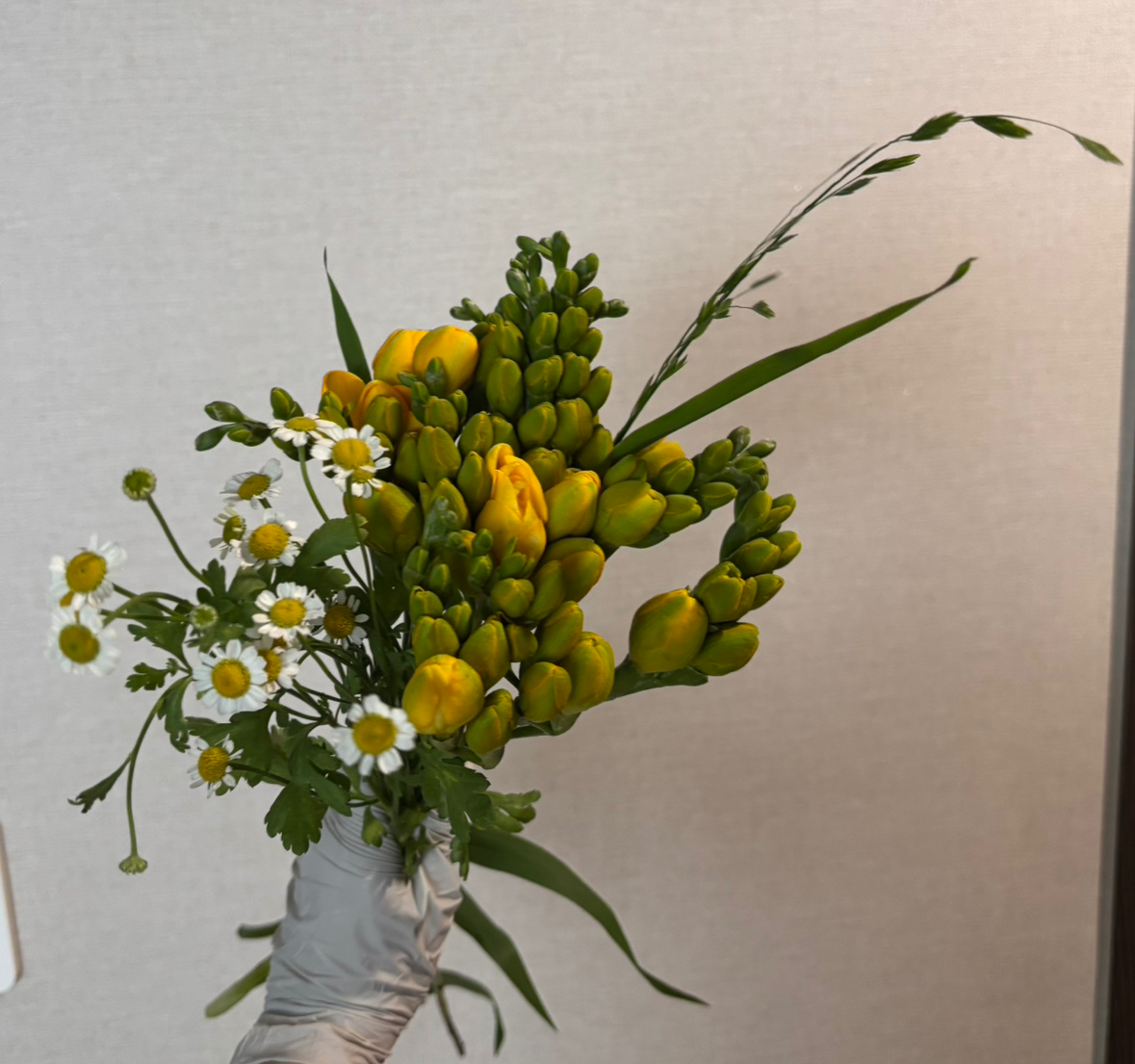 🌼 상급 후리지아 소분 / 9,000원 / 선착순 20명 🌼