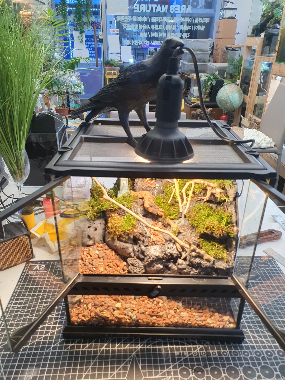 엑소테라 303030 데스밸리 크랩 팔루다리움 제작 과정 2