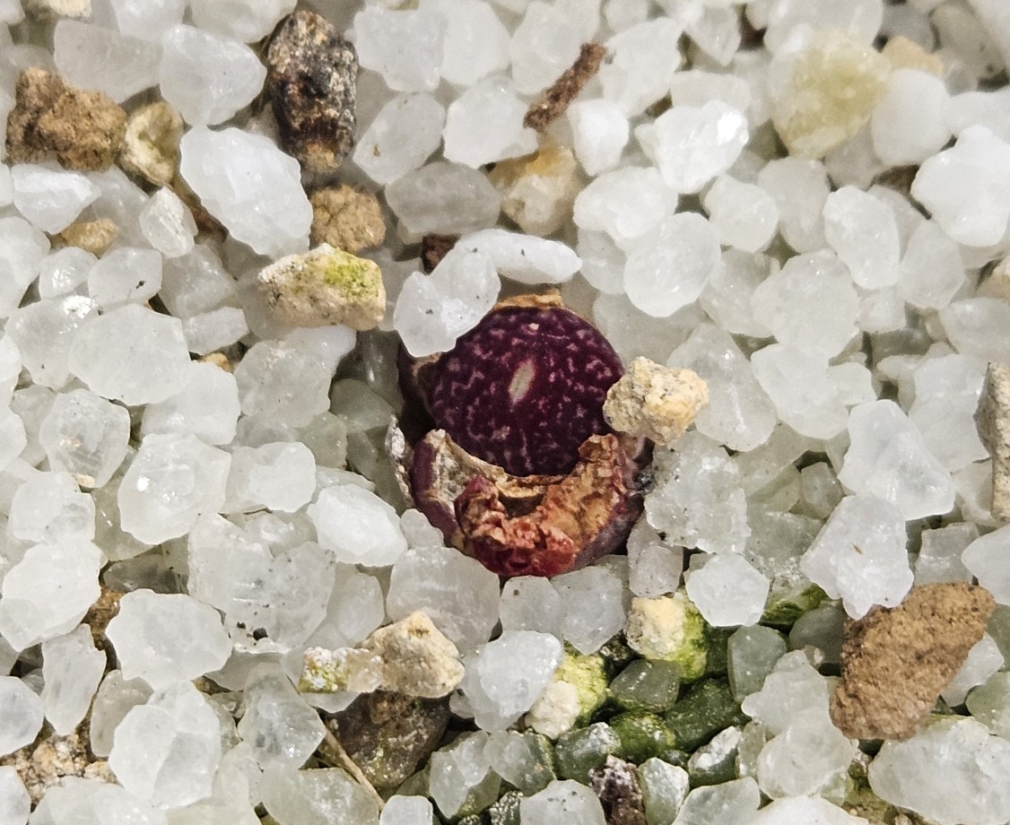 나만의 메셈 관리 꿀팁 🍯