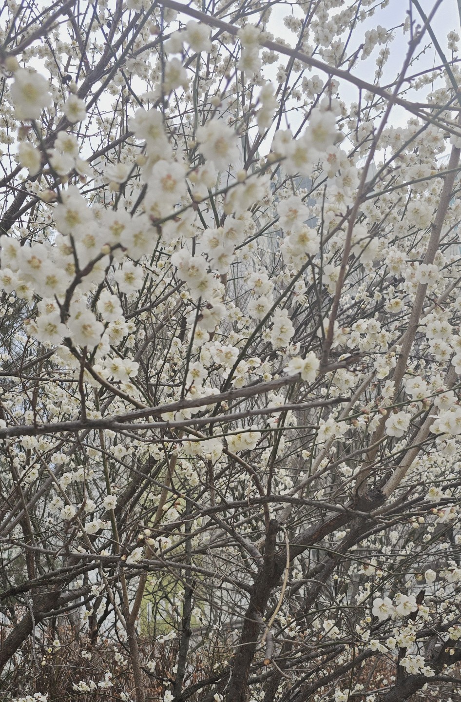 봄이 왔네요