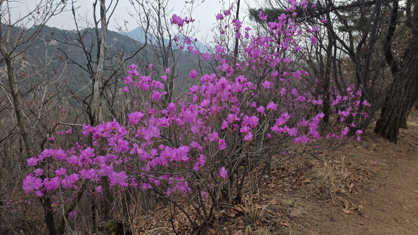 진달래꽃밭