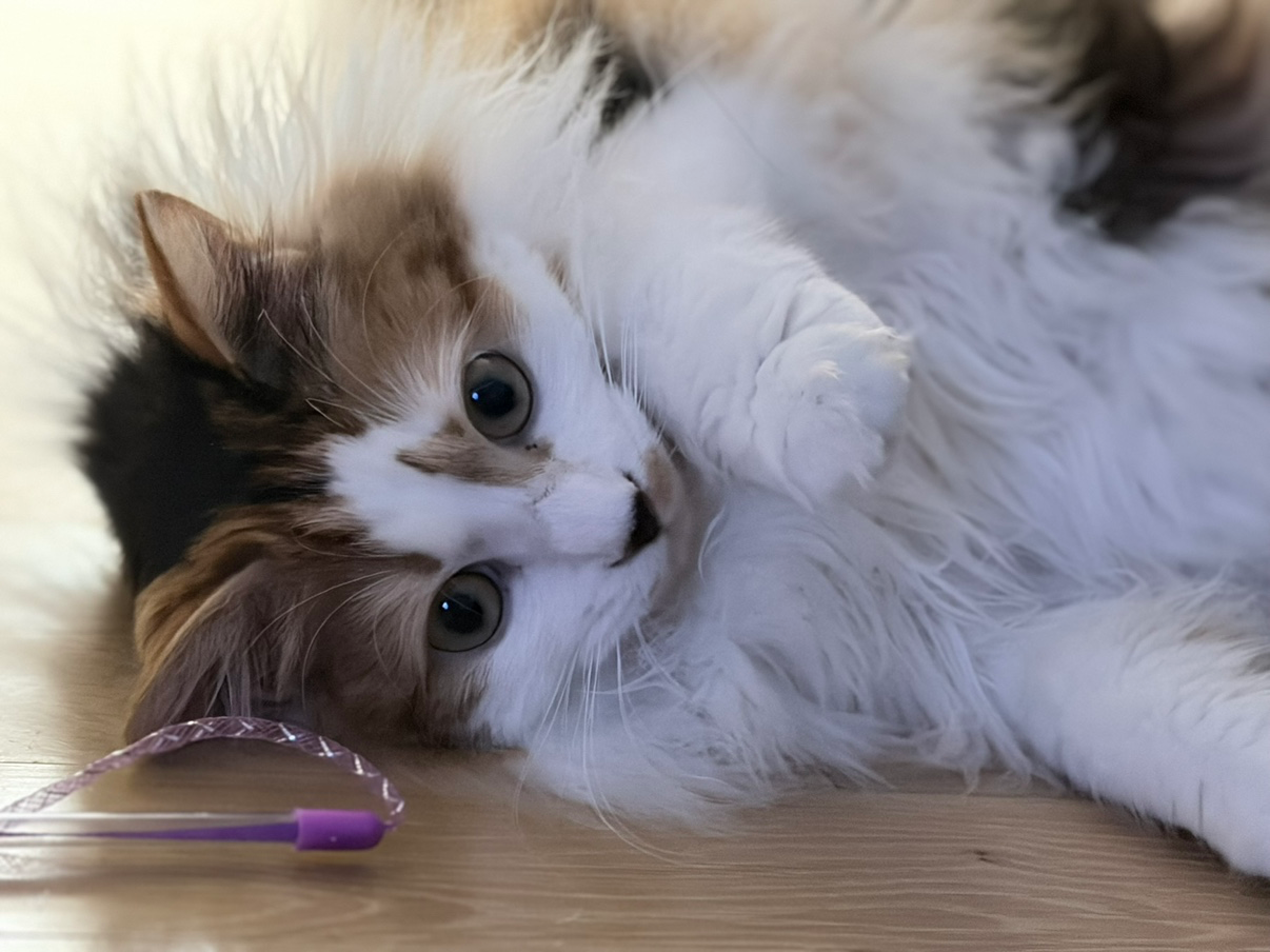 자기 얼굴을 너무 좋아하는 자아도취 고양이