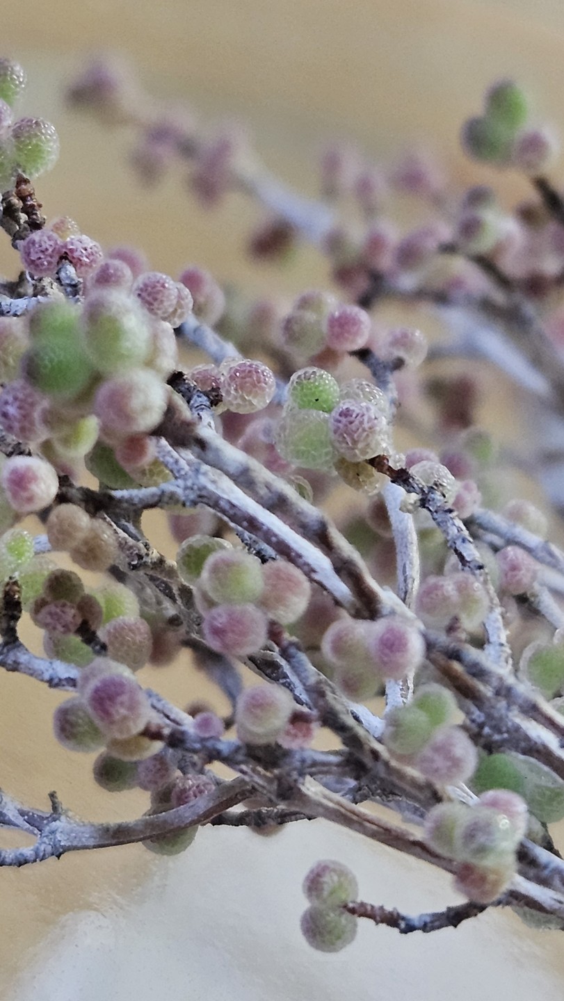 드로산데뭄글로보섬