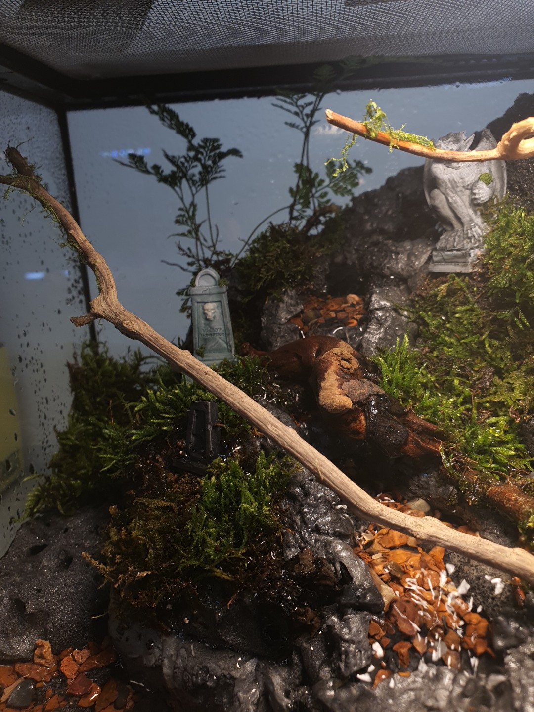 엑소테라 303030 데스밸리 크랩 팔루다리움 제작 과정 2