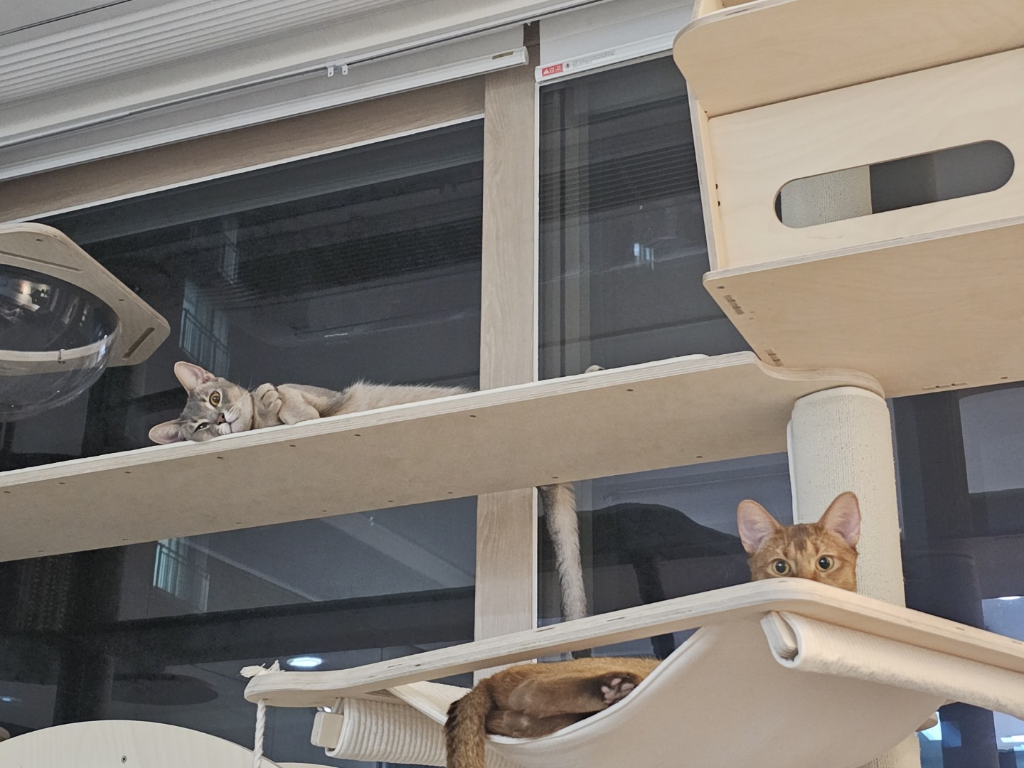 냥이둘 집사입니다