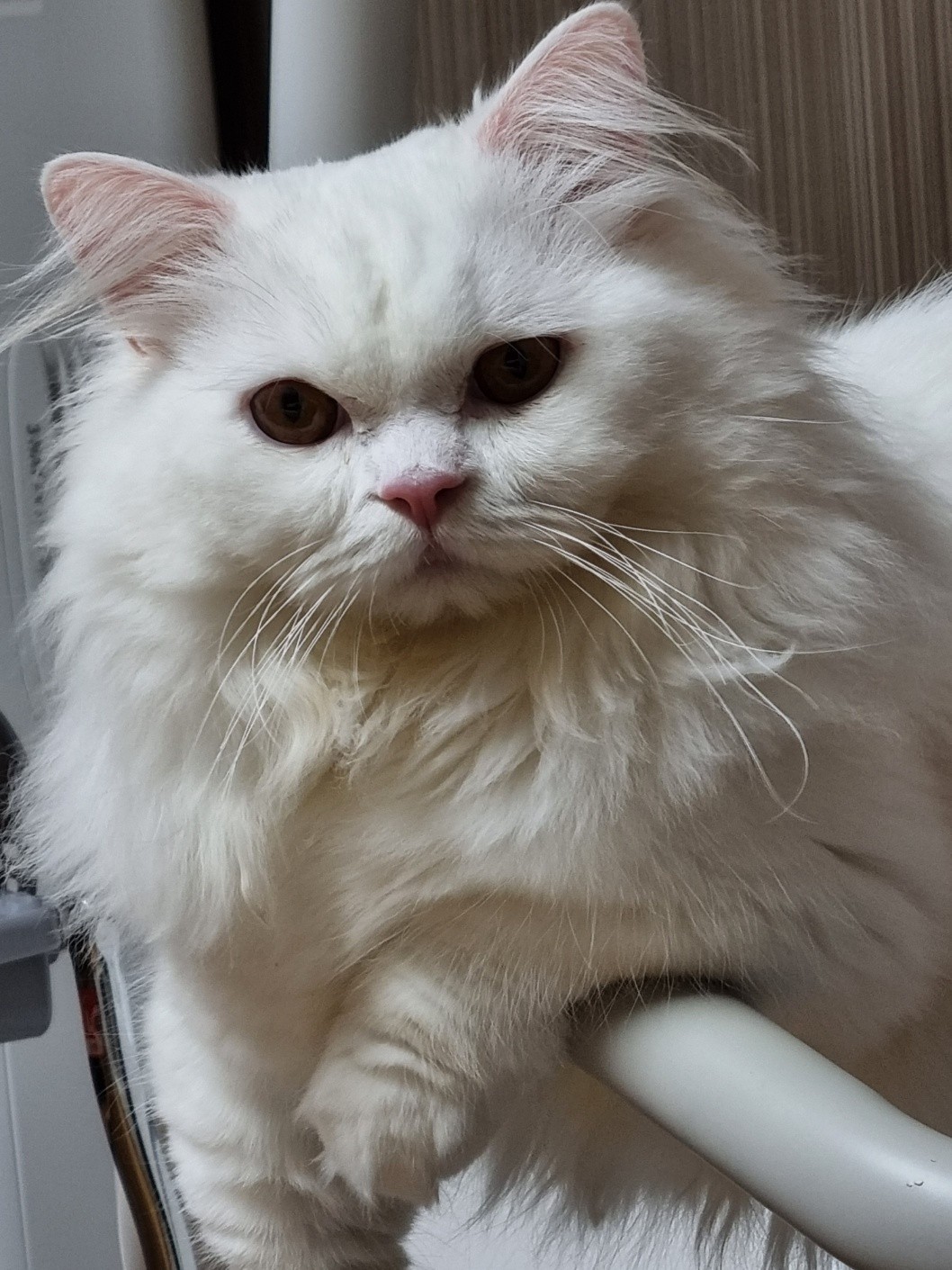 울집 초롱이에요~~~♡♡♡