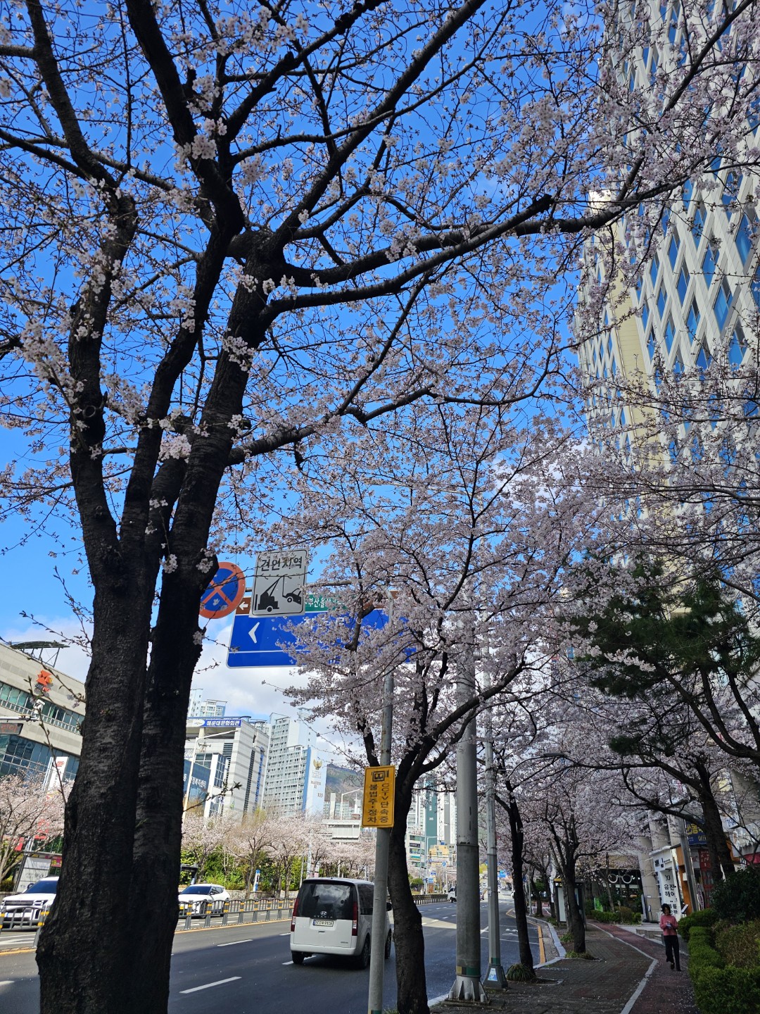 벚꽃 만개^^