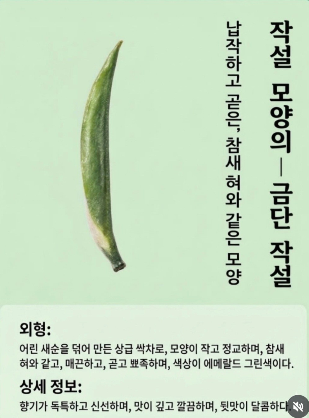 중국 녹차 형태별 분류 2