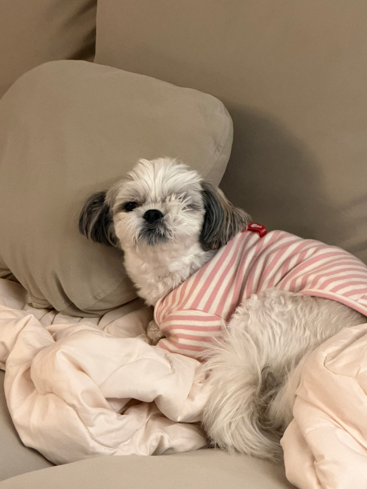 우리집 갱얼즤 자랑함미다