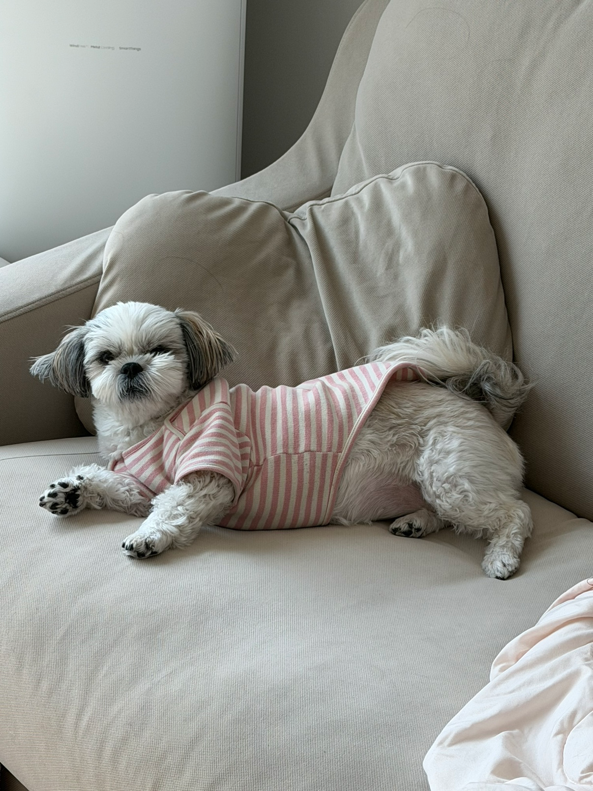 우리집 갱얼즤 자랑함미다