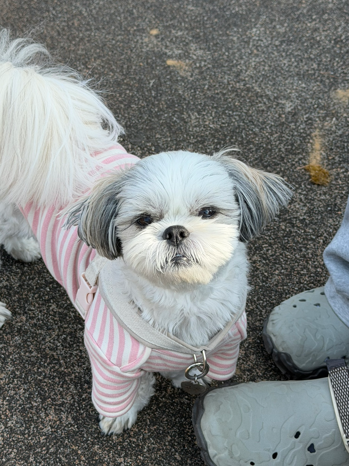 우리집 갱얼즤 자랑함미다