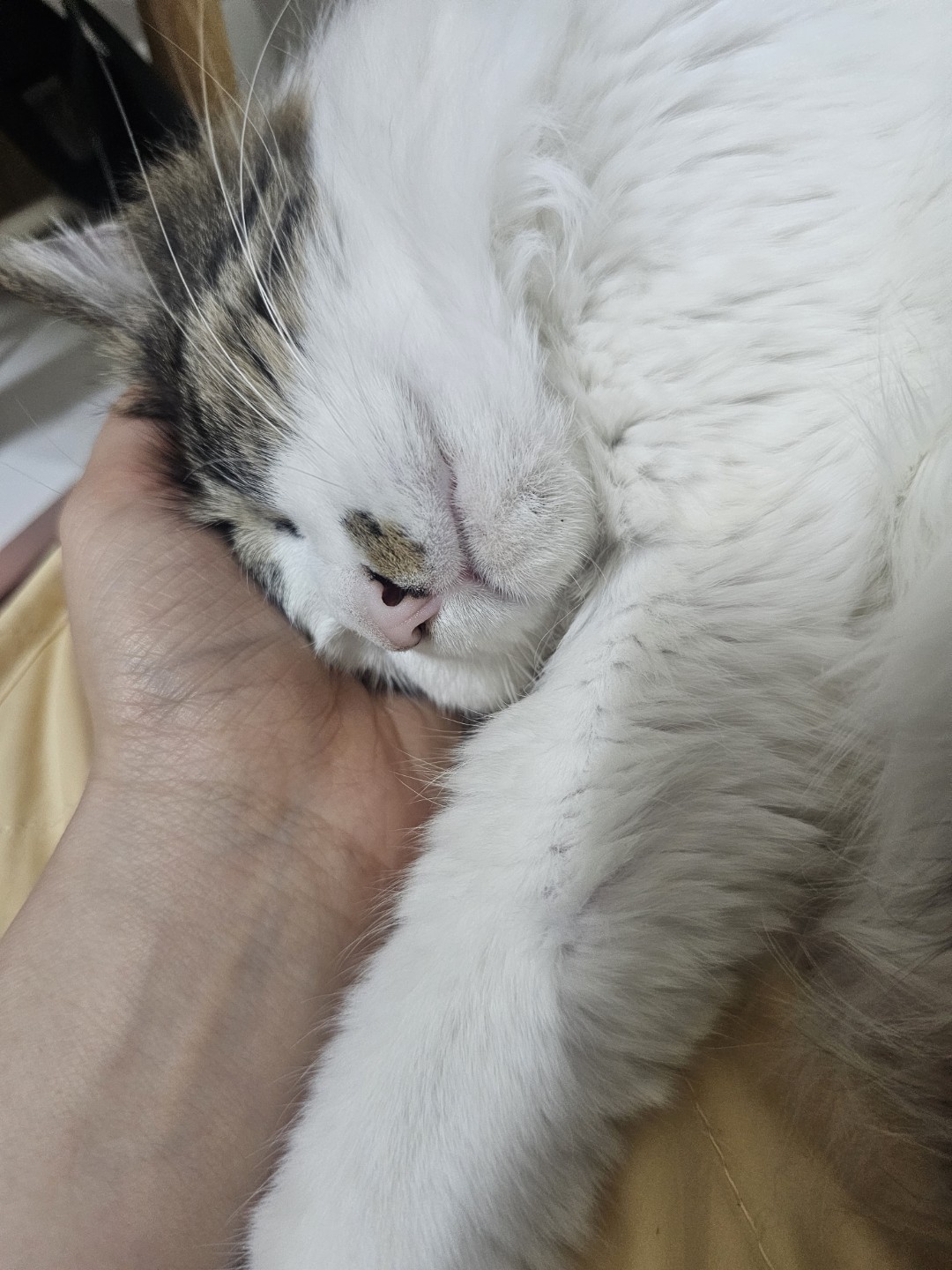 엄마 손을 너무 좋아하는 고영희