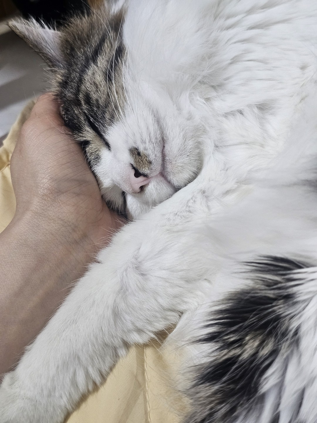 엄마 손을 너무 좋아하는 고영희