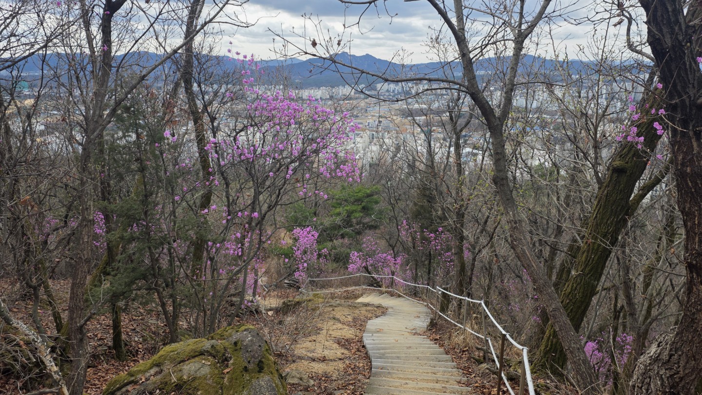 천보산진달래