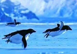 남극대륙 킹조지섬에서 날으는 펭귄 발견!!