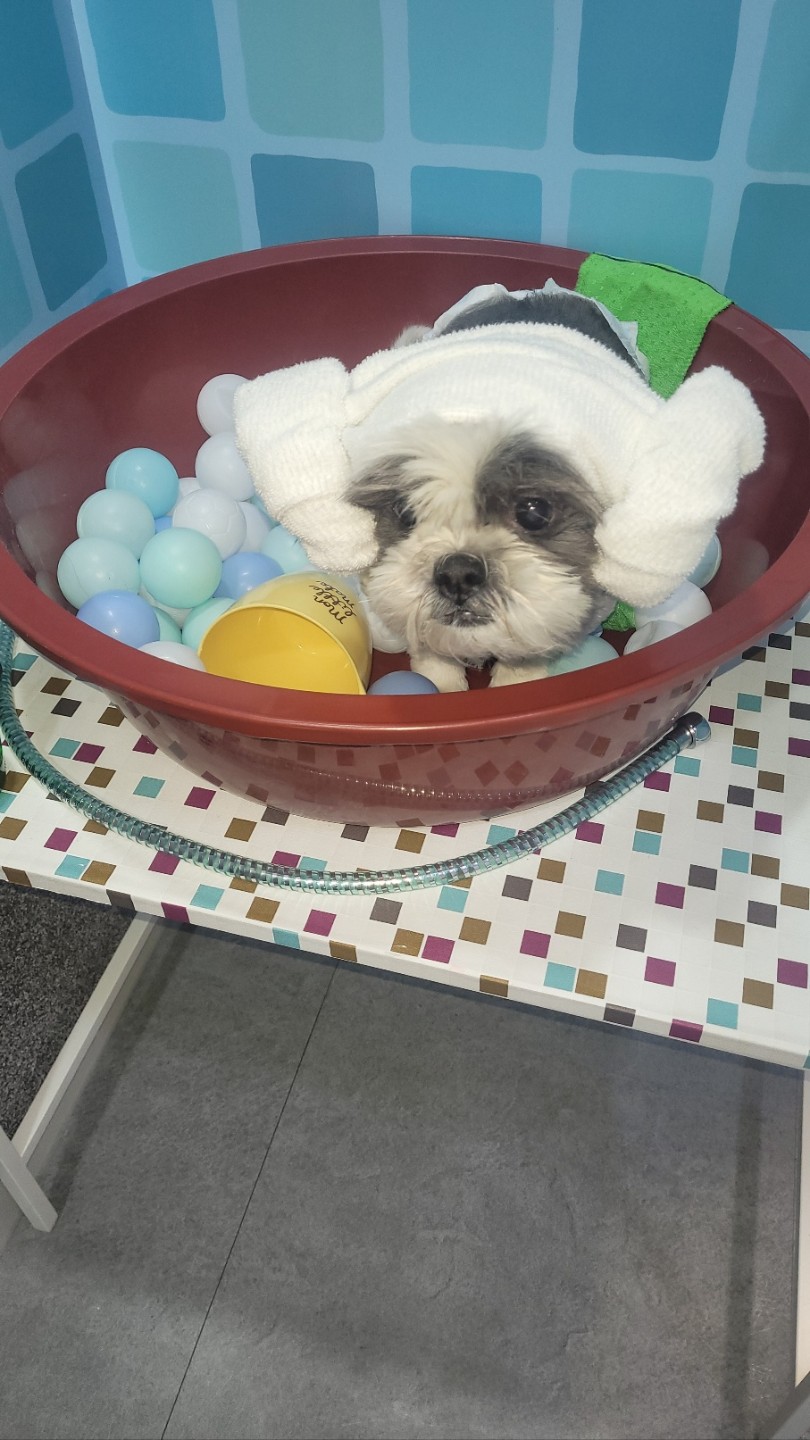 춘심이 댕이 13살이랍니당