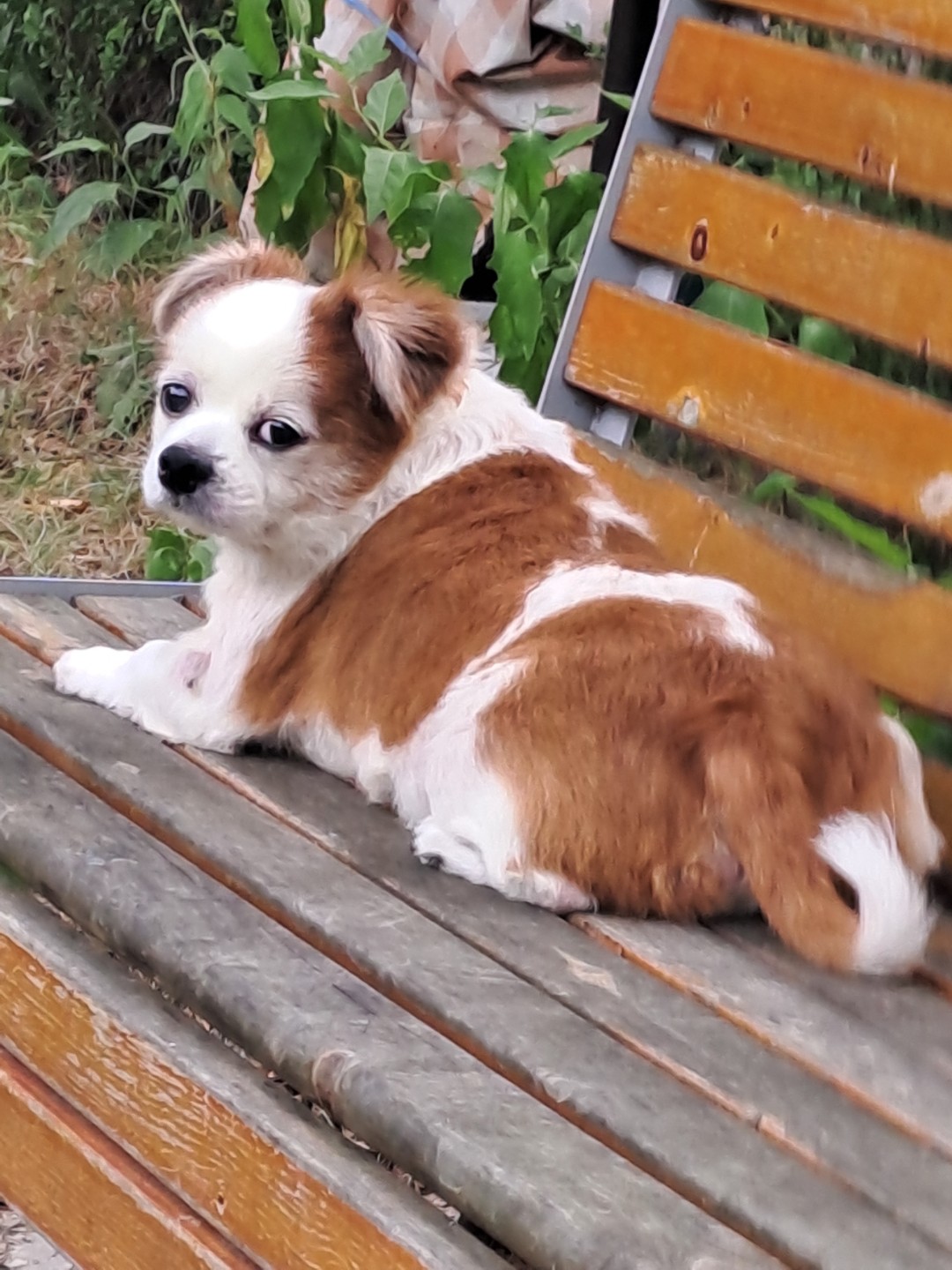 춘심이 댕이 13살이랍니당