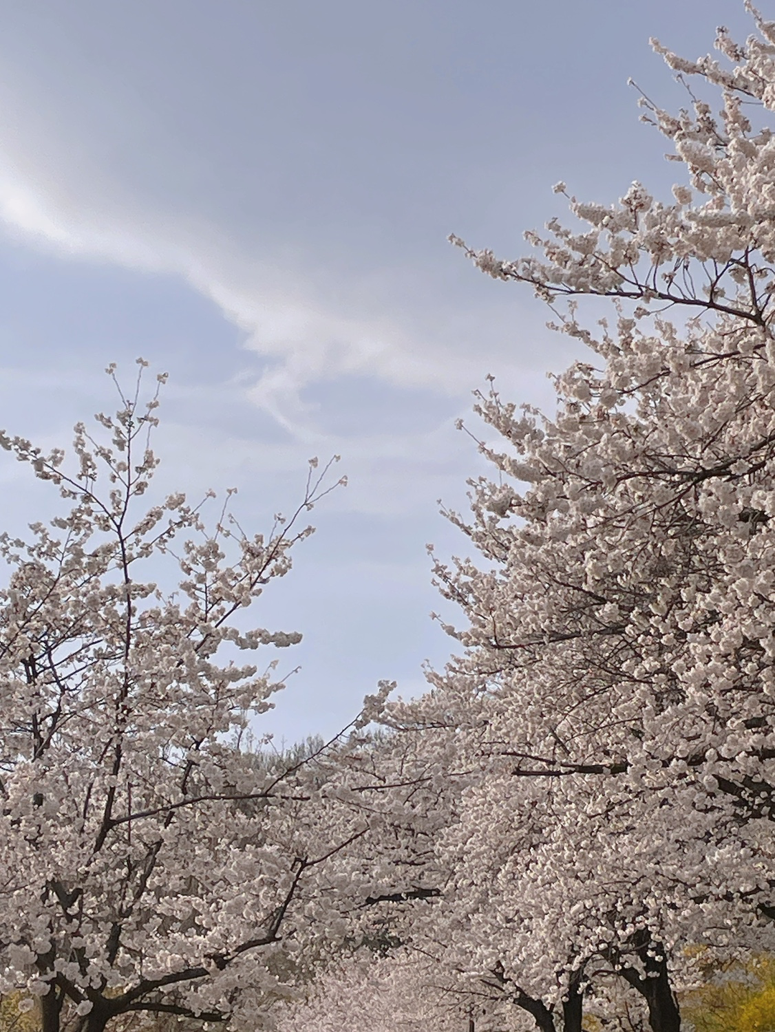 북서울의숲 벚꽃🌸